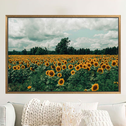Sunflower Field Landscape Canvas Print