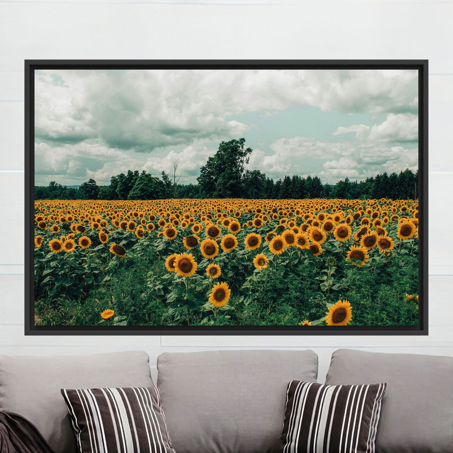 Sunflower Field Landscape Canvas Print