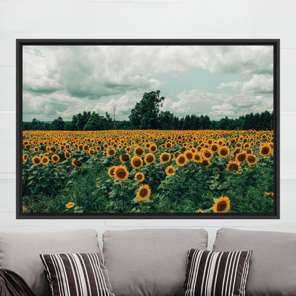 Sunflower Field Landscape Canvas Print