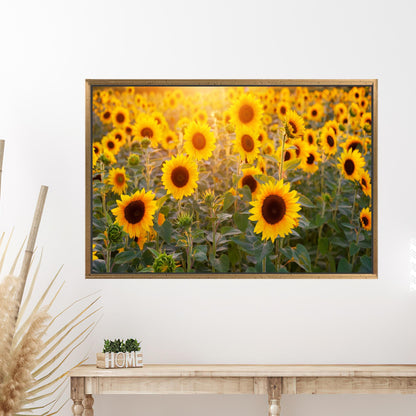 Sunflower Field Vibrant Canvas Print