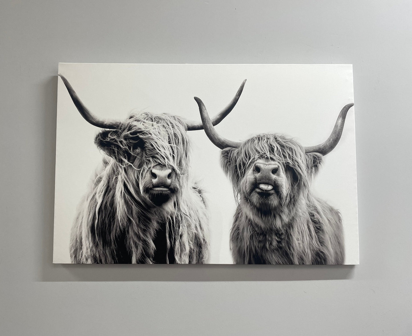 Scottish Cow Highland Canvas Print