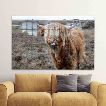 Scottish Highland Cattle and Glass Wall Art