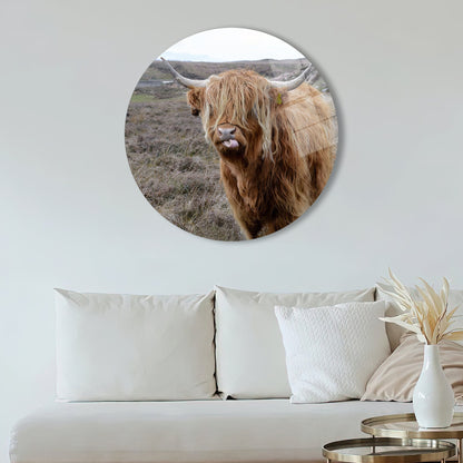 Scottish Highland Cattle and Glass Wall Art